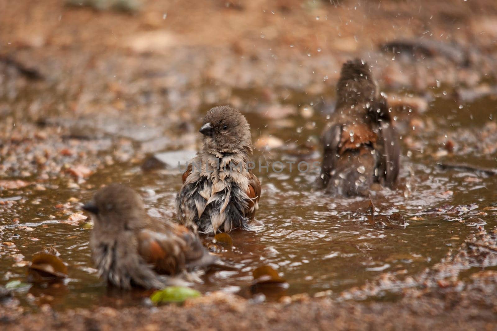 Southern Grey-headed Sparrow (Passer diffusus) bathing in a shallow pool in Kruger National Park. South Africa