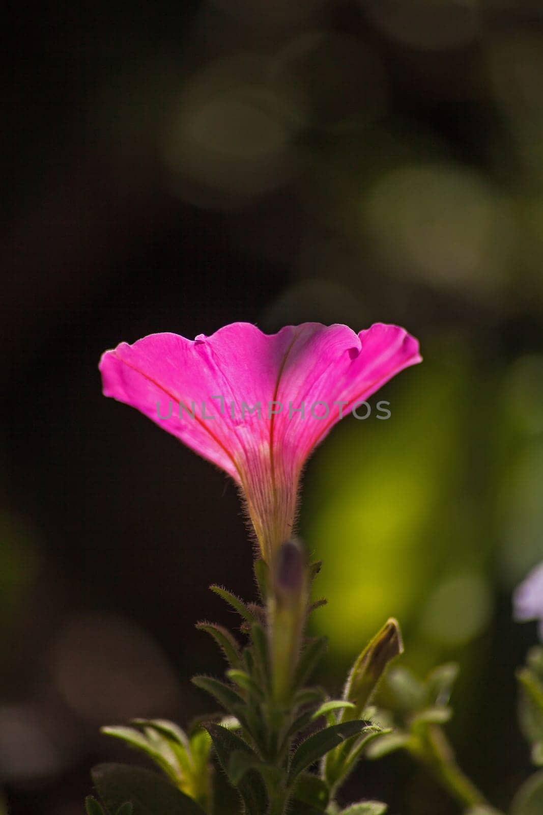 Pink petunia (Petunia hybrida) 14688 by kobus_peche