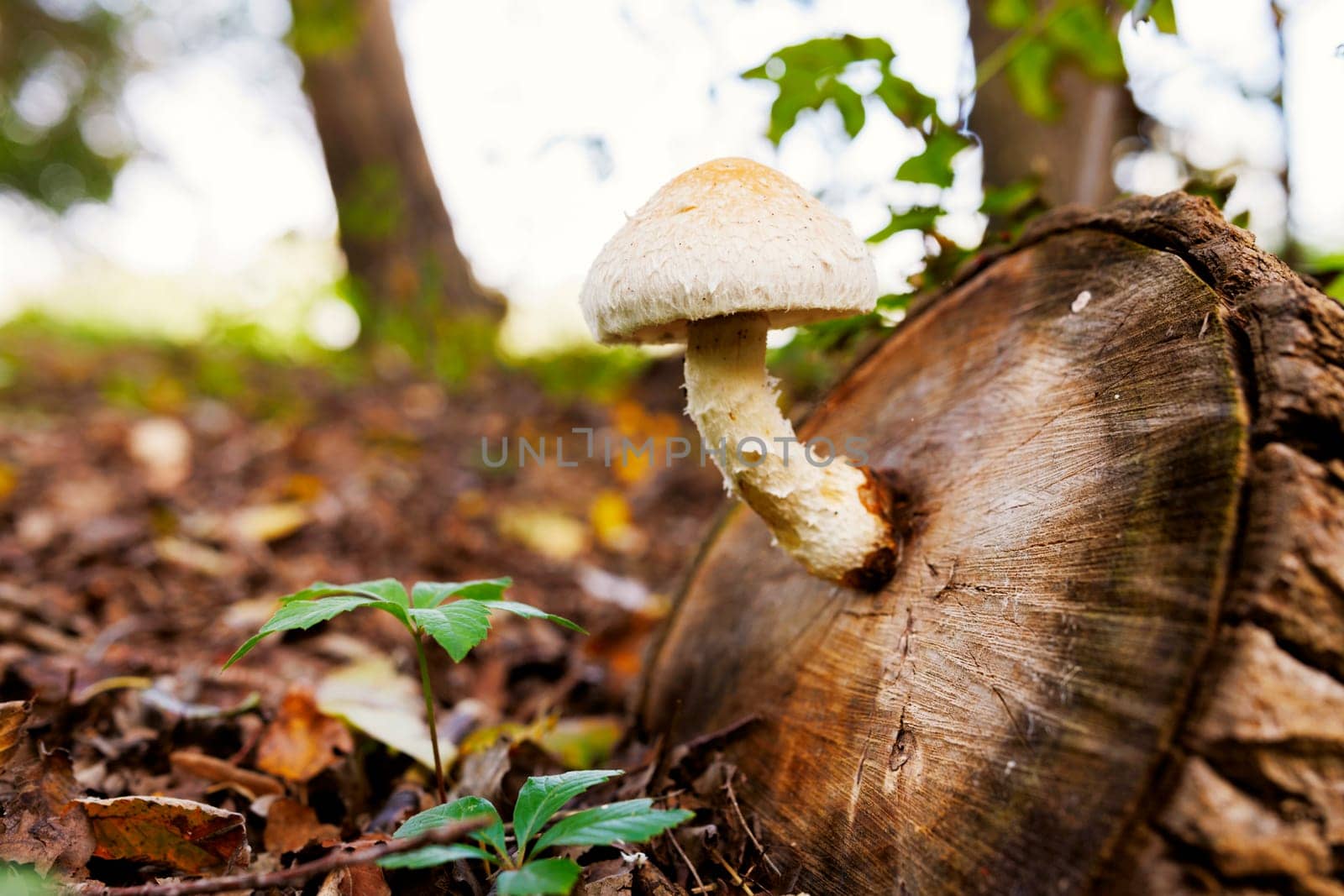 Mushroom on a stump in a beautiful autumn forest. Wild mushroom on the stump by andreyz