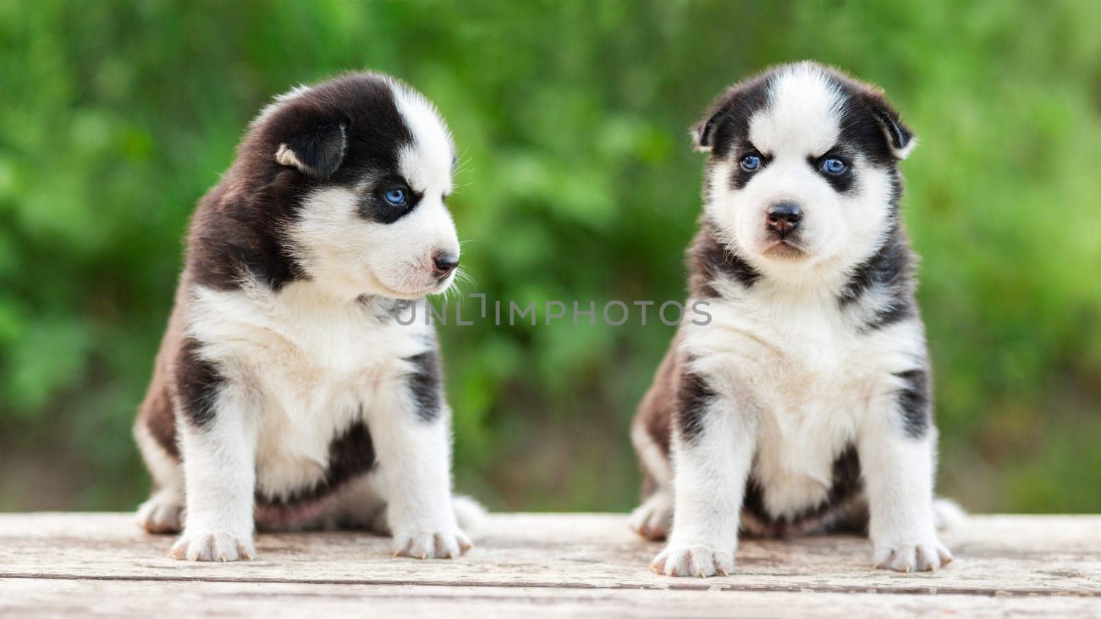 An adorable siberian husky puppies sitting on white wooden table on natural green background.