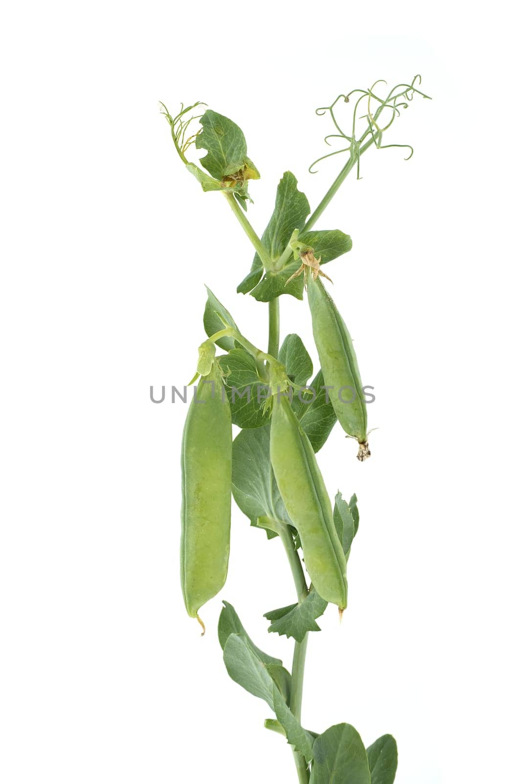 Fresh garden peas plant with pods isolated on a white background, sweet peas or English peas