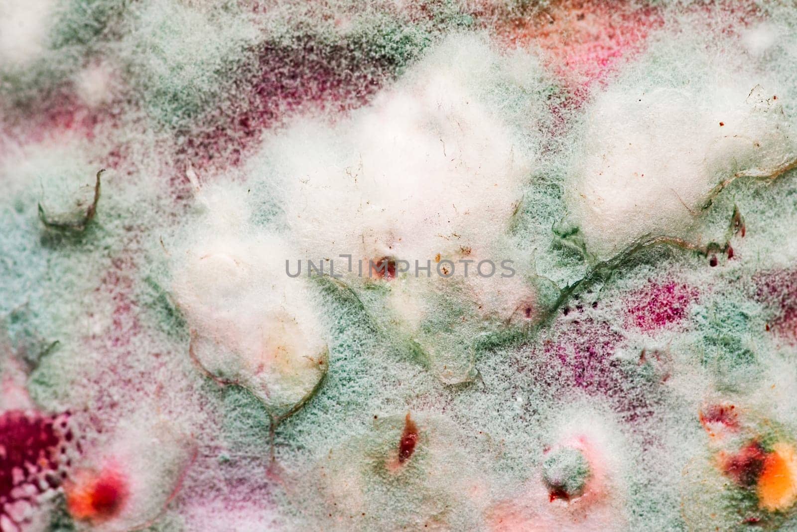 Green mold, white fluff of tender mold. Mold on food. Moldy food. Closeup of penicillin mold. Natural mold background.
