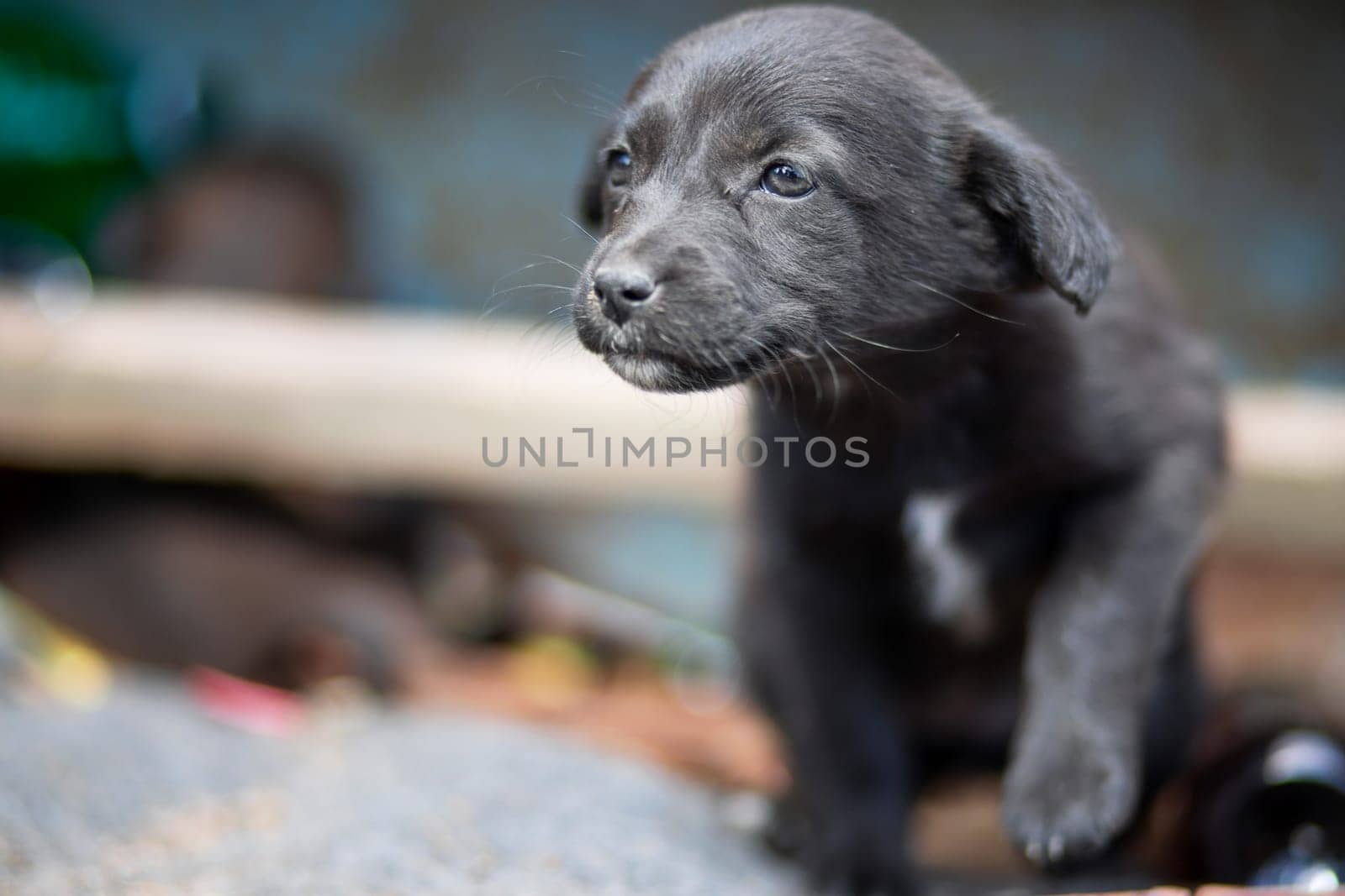 Sad homeless puppy outdoors. Homeless dog. Mongrel puppy. A mutt pup.