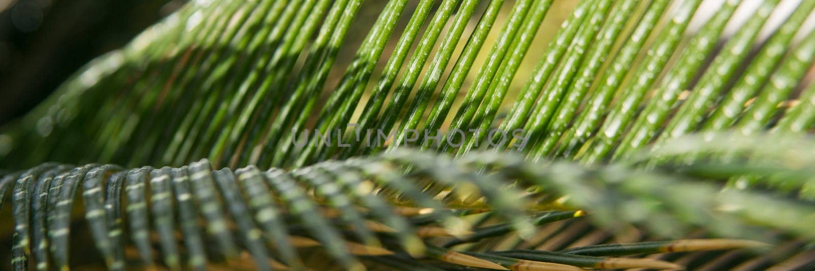 Green palm leaves, natural background by Annu1tochka