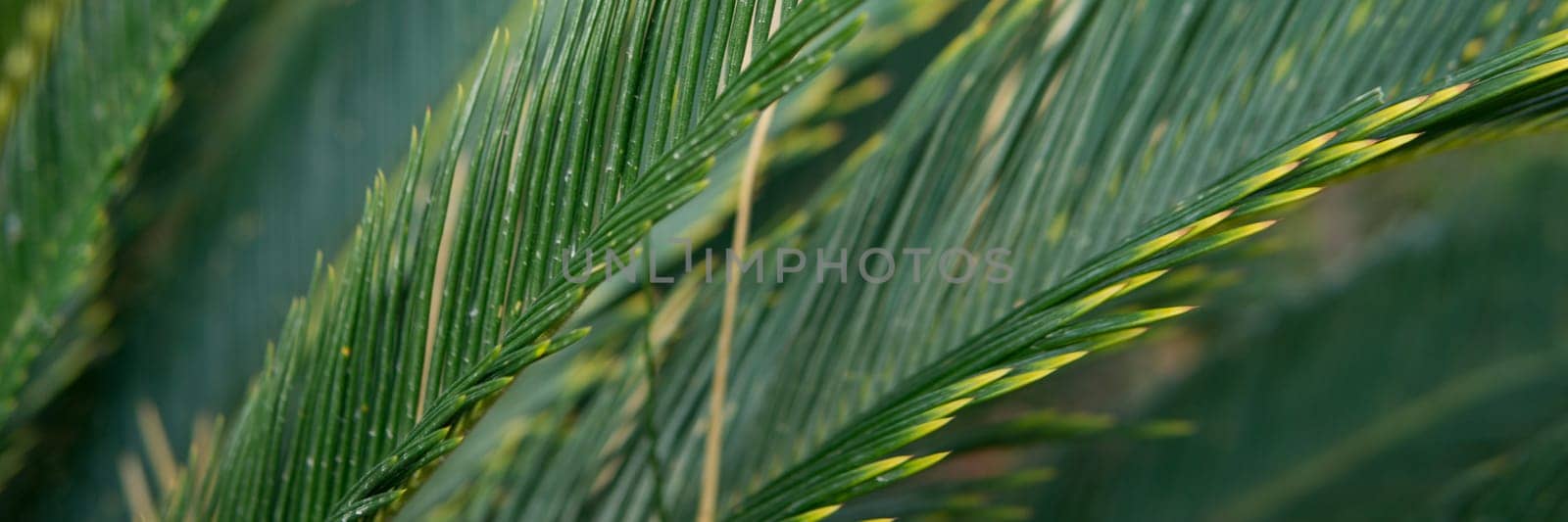 Green palm leaves, natural background.