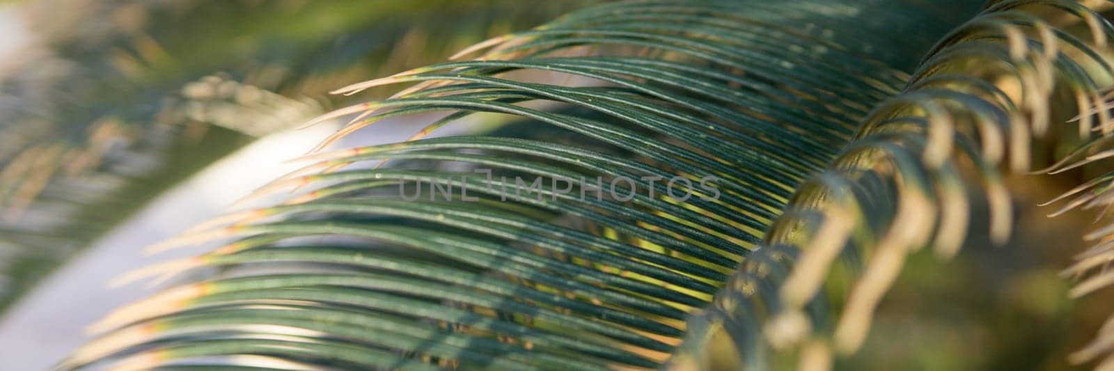 Green palm leaves, natural background. by Annu1tochka