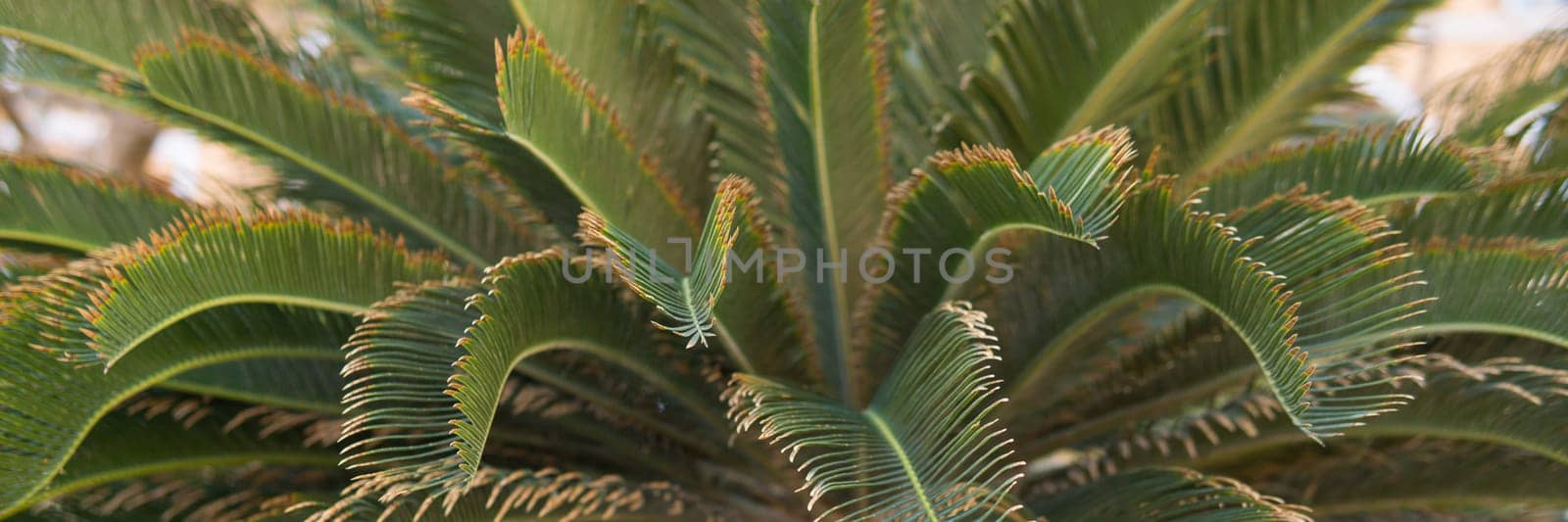 Green palm leaves, natural background by Annu1tochka