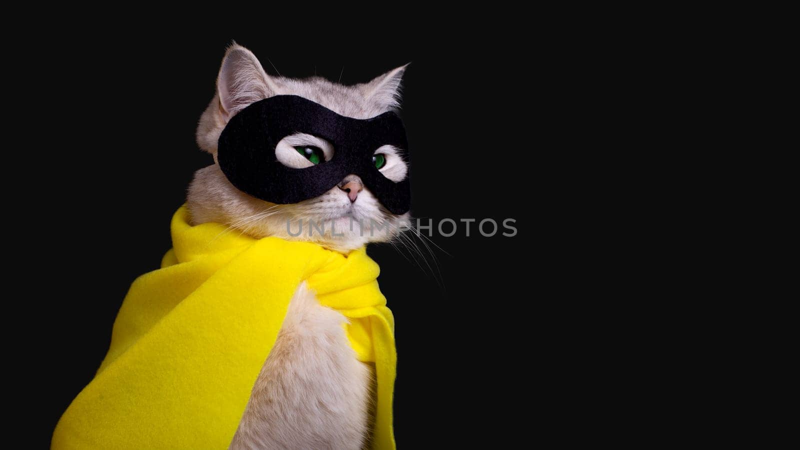 Cute white cat in a black mask, sits on isolated black background,looking away. Close up. Copy space
