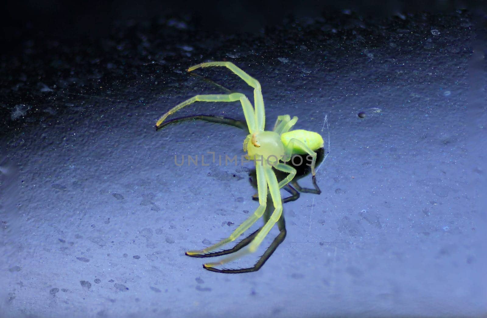 View of a Green Crab Spider against a black background
