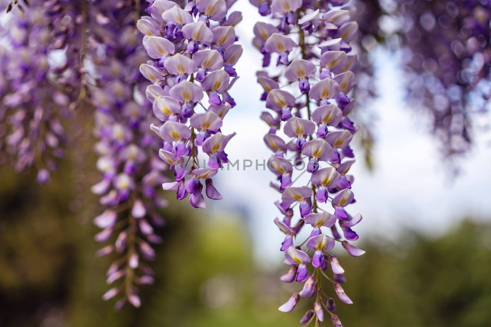 Blooming Wisteria Sinensis with classic purple flowers in full bloom in hanging racemes against a green background. Garden with wisteria in spring