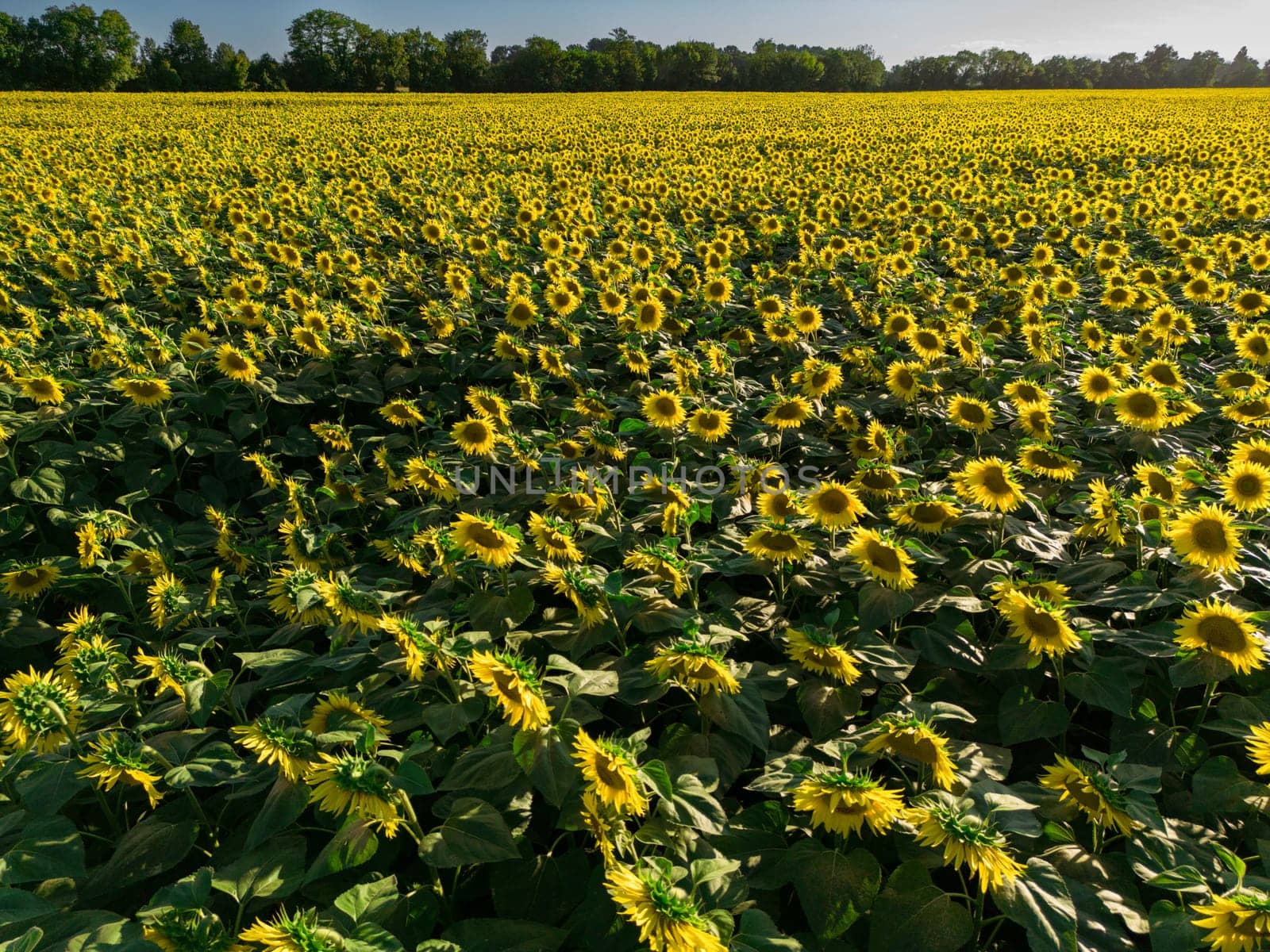 Sunset Aerial View Sunflower field, High quality 4k photo