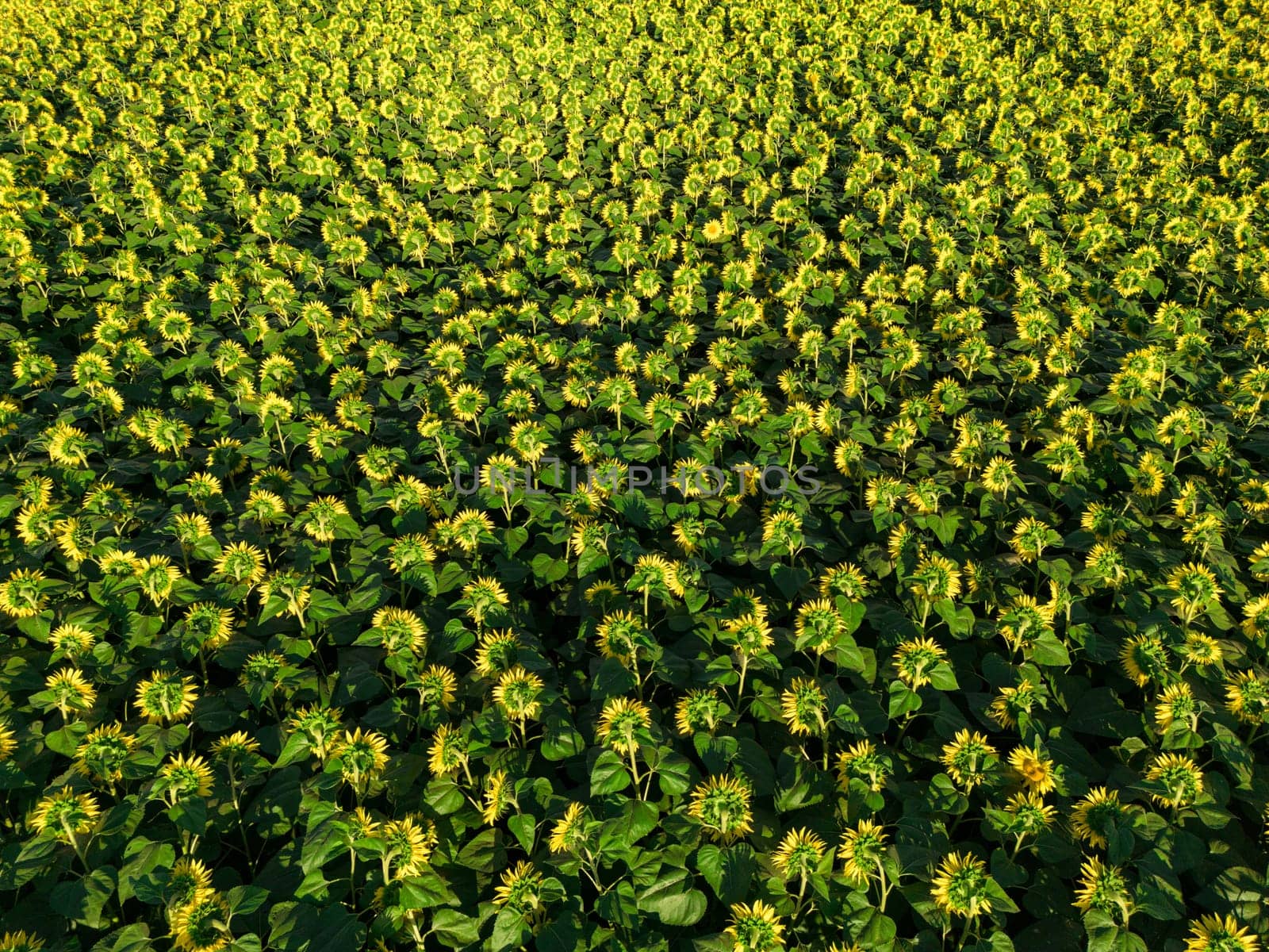Sunset Aerial View Sunflower field, High quality 4k photo
