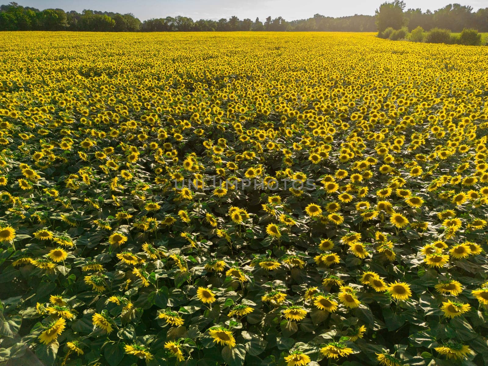 Sunset Aerial View Sunflower field, High quality 4k photo