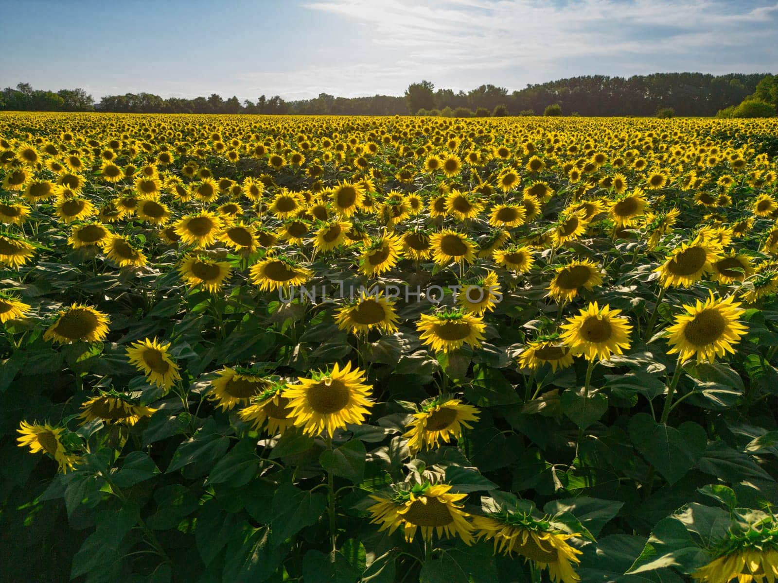 Sunset Aerial View Sunflower field, High quality 4k photo
