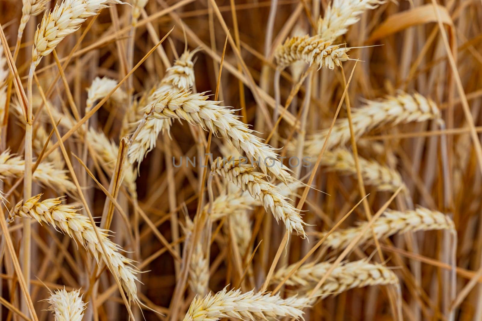Agricultural field with ripe wheat with close up of single ears before harvest, Germany