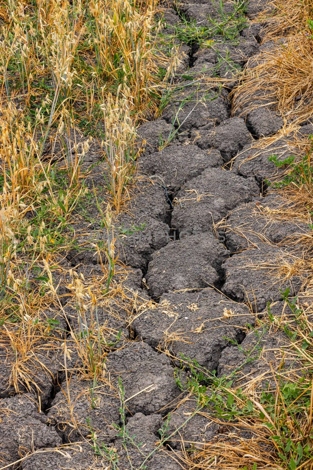 Portrait showing cracks and fissures in the soil in a withered field of oats cause crop failure during climate crisis, Germany, Europe