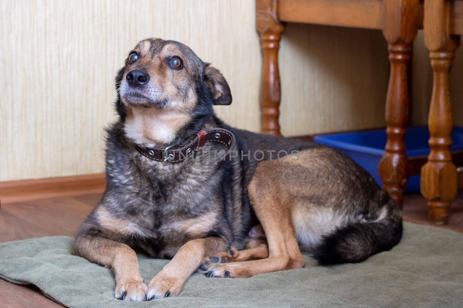 An old big dog is lying close up