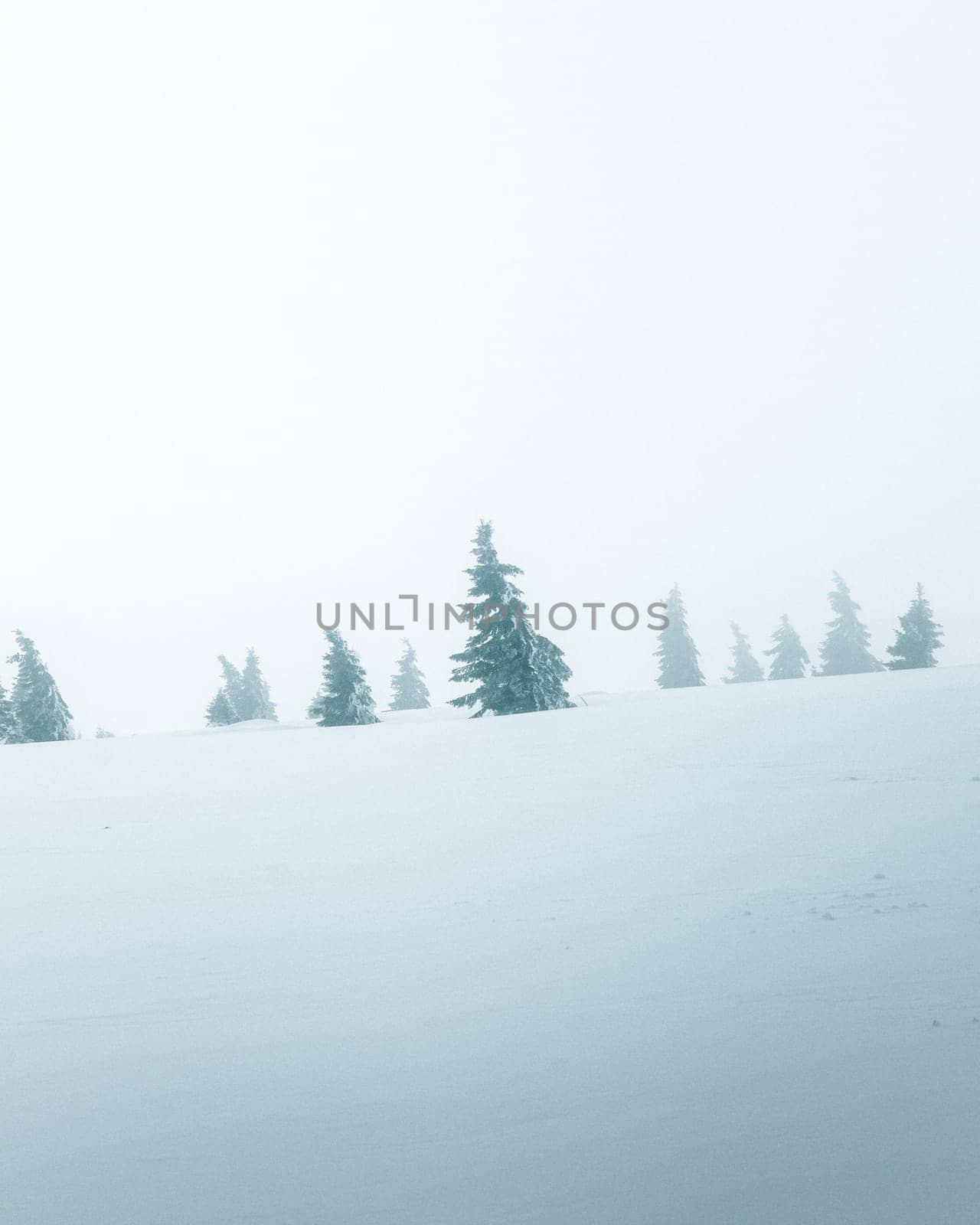 Fir trees in the wind during a snow storm in the mountains by Kustov