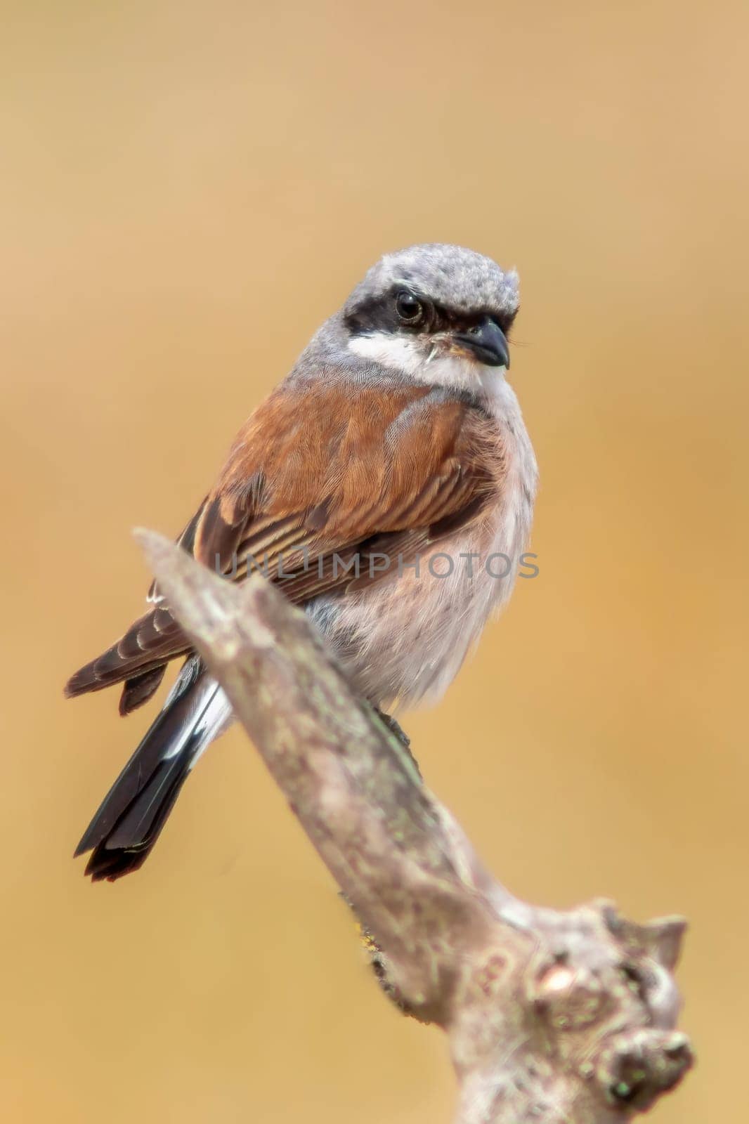 one male red-backed shrike sitting on a branch in a park by mario_plechaty_photography