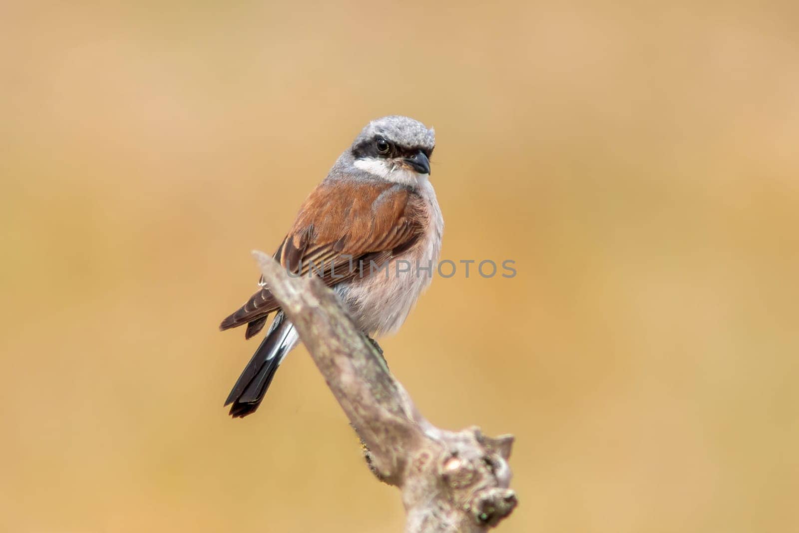 one male red-backed shrike sitting on a branch in a park by mario_plechaty_photography
