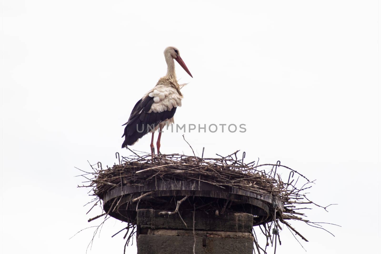 a stork (Ciconia ciconia) stands in its nest and looks over the landscape