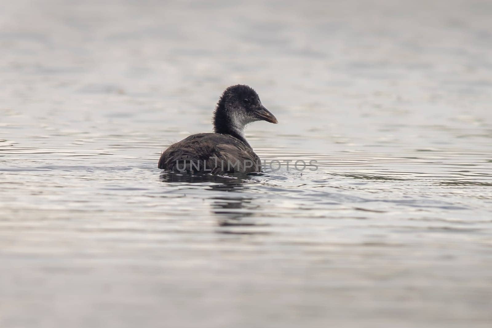one young chick coot (Fulica atra) swims on a reflecting lake by mario_plechaty_photography