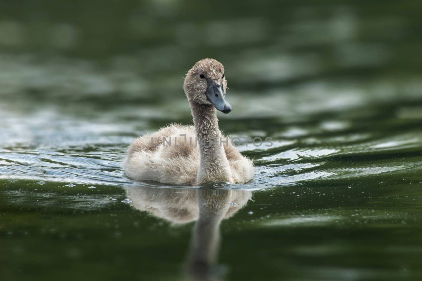 a young mute swan (Cygnus olor) chick swims on a reflecting lake