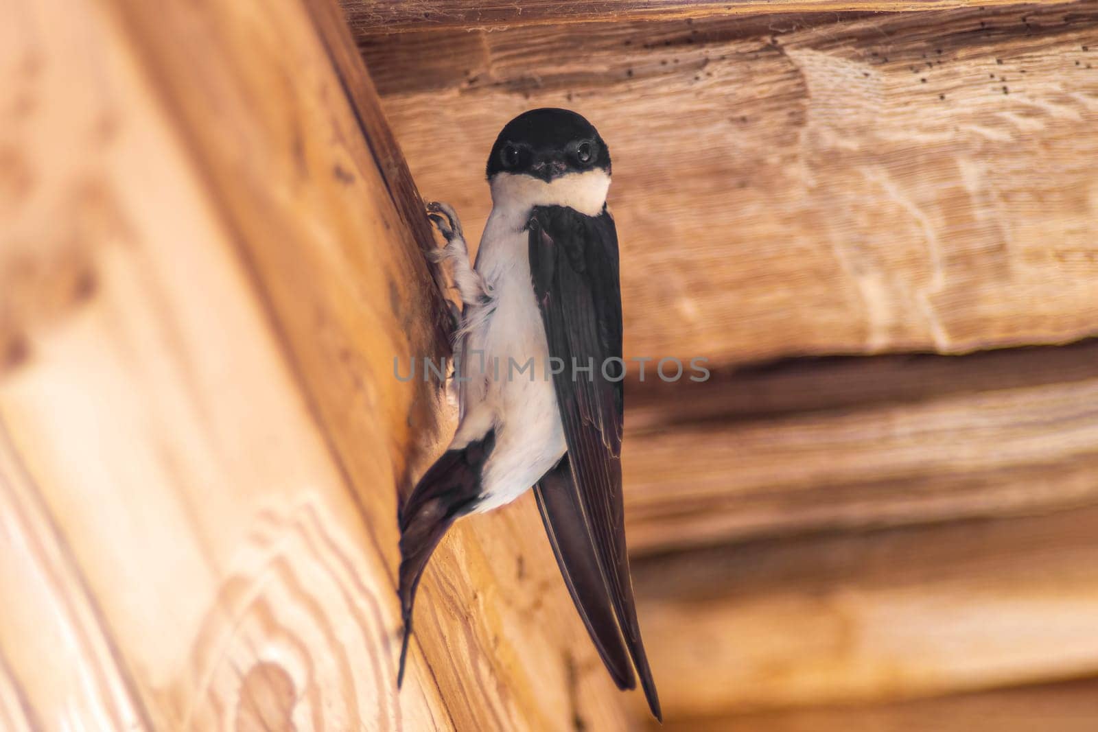 a house martin (Delichon urbicum) hangs on a wooden beam and begins to build a nest