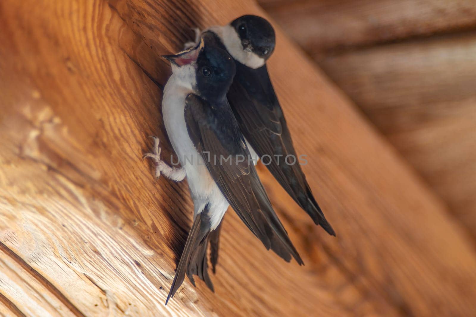 two house martins (Delichon urbicum) hang on a wooden beam and begin to build a nest