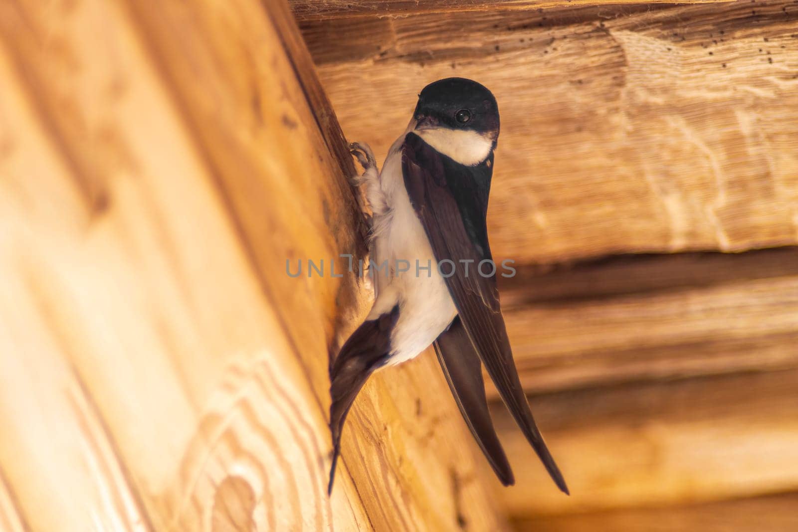 one house martin (Delichon urbicum) hangs on a wooden beam and begins to build a nest by mario_plechaty_photography