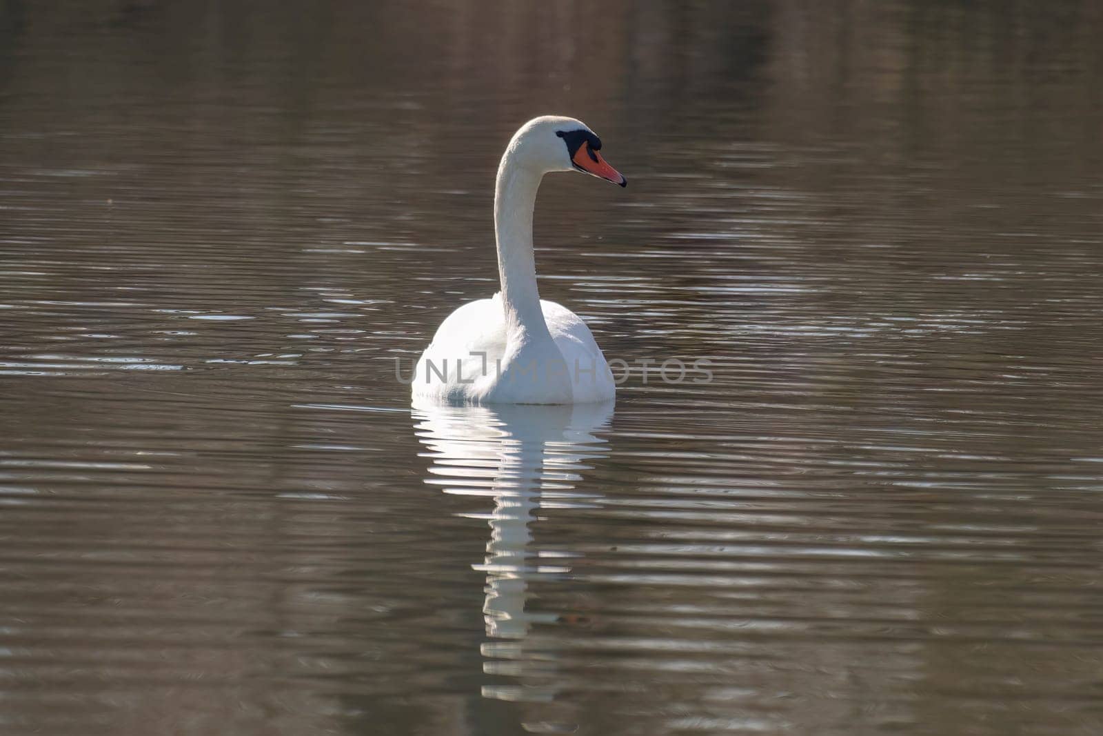 a mute swan swimming on a reflecting lake (Cygnus olor)