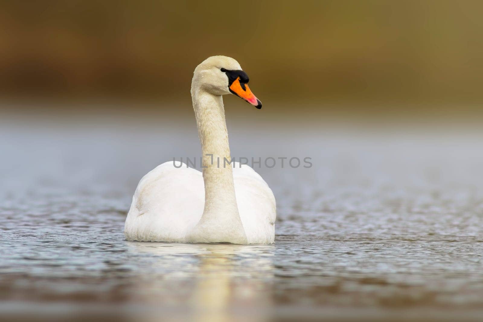 a mute swan swimming on a reflecting lake (Cygnus olor)