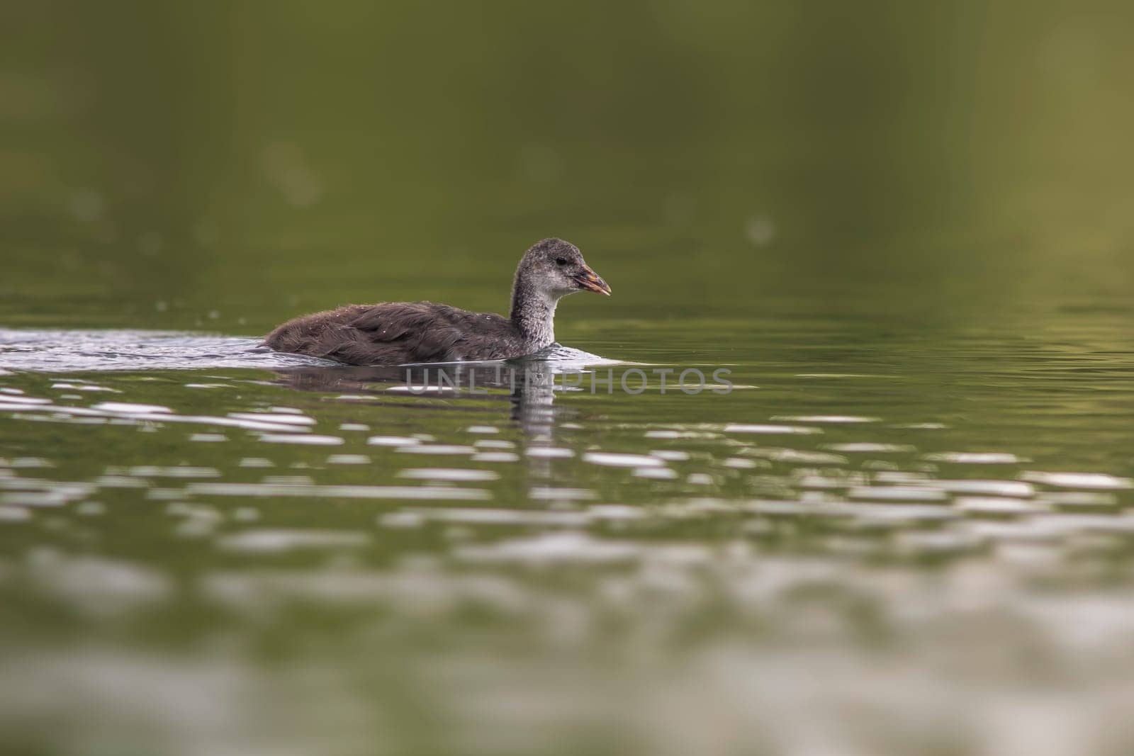 a young chick coot (Fulica atra) swims on a reflecting lake