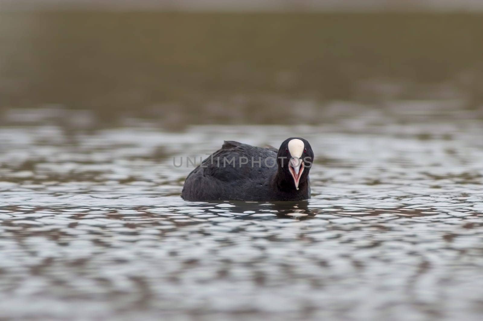 a adult coot (Fulica atra) swims on a reflecting lake