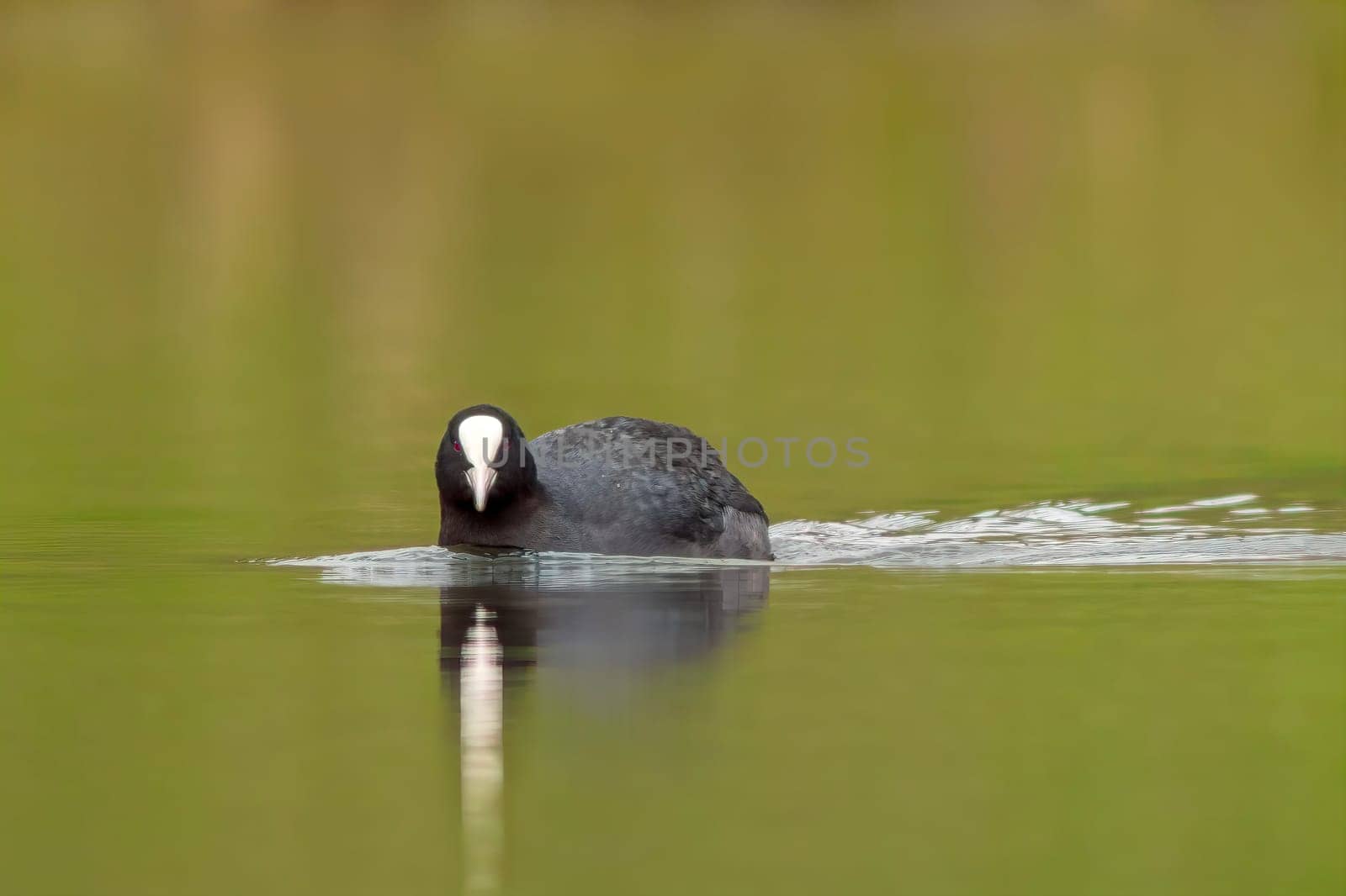 a adult coot (Fulica atra) swims on a reflecting lake