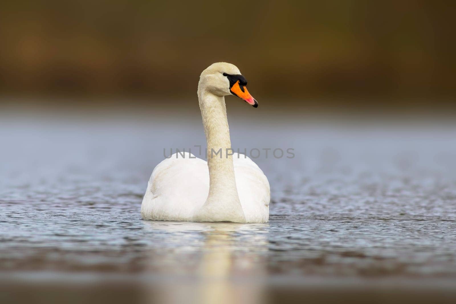 a mute swan swimming on a reflecting lake (Cygnus olor)