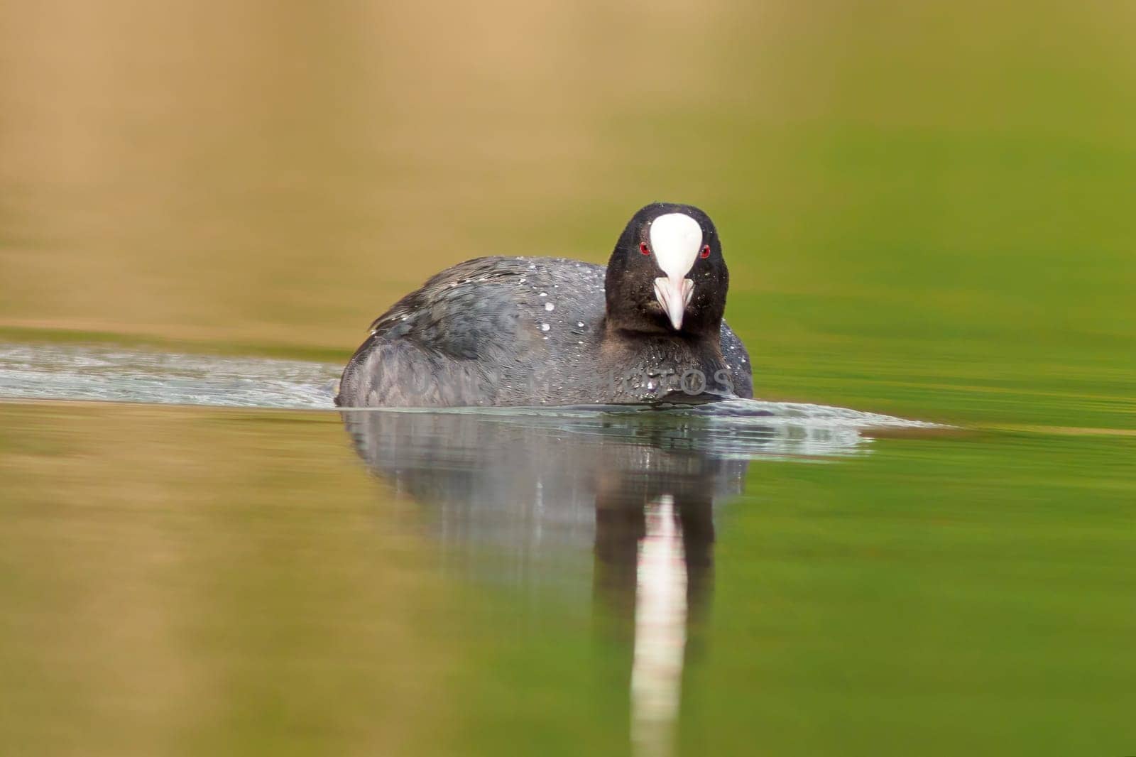 a adult coot (Fulica atra) swims on a reflecting lake