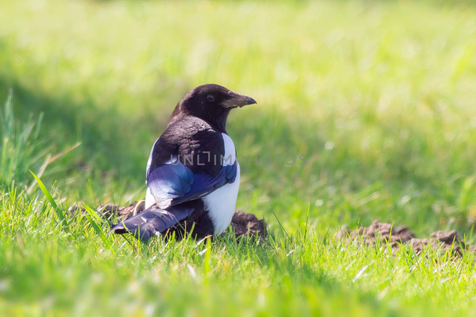a Magpie (Pica pica) sits in a meadow and looks for food