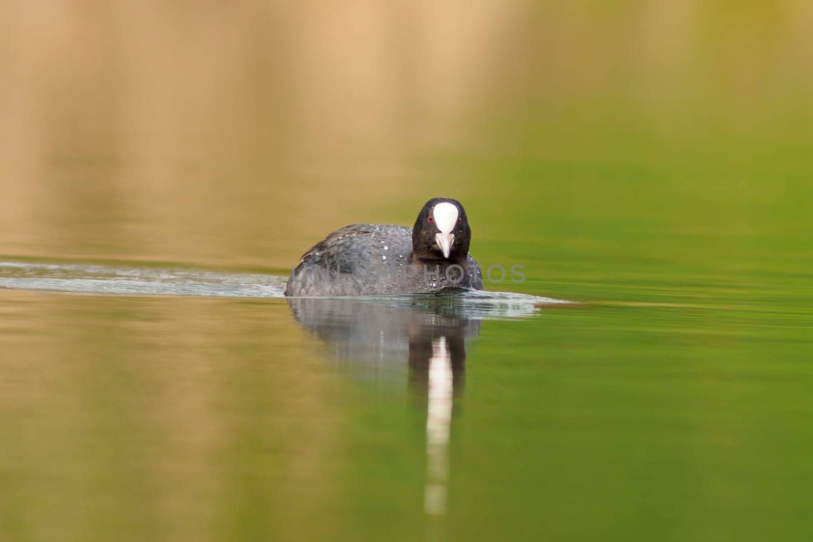 a adult coot (Fulica atra) swims on a reflecting lake