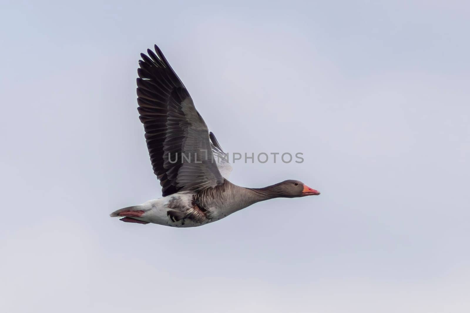 one greylag goose (Anser anser) flies in flight by mario_plechaty_photography