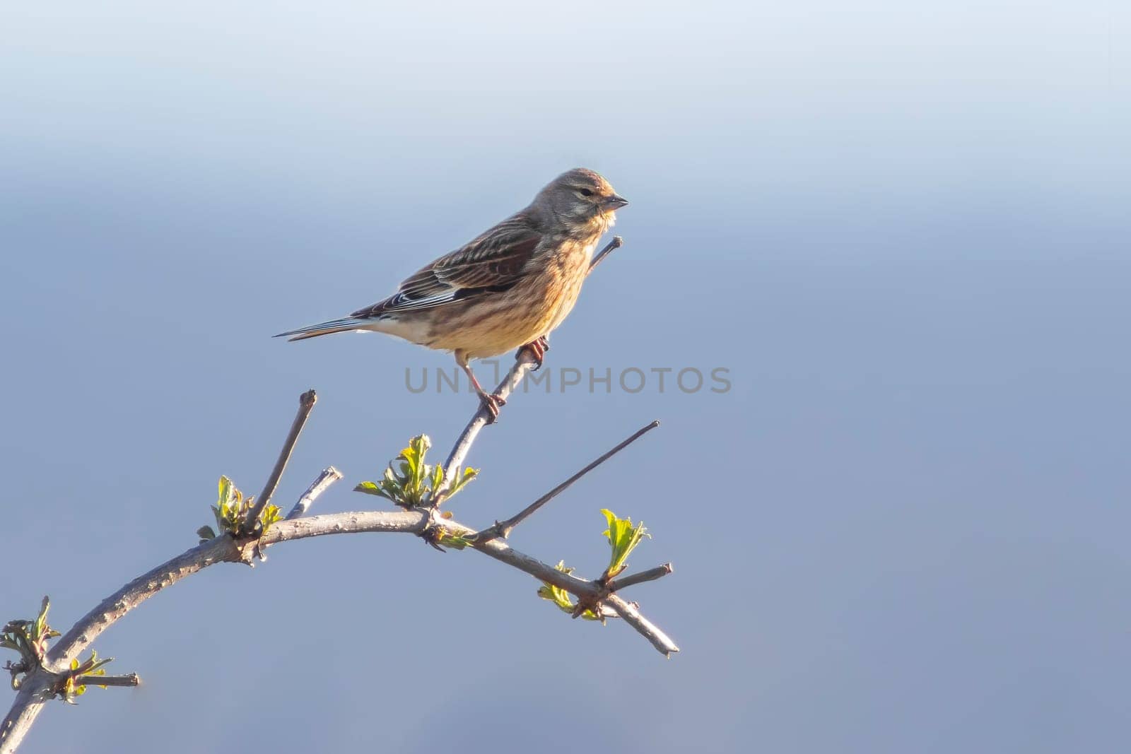 a female linnet sits on a branch in a garden