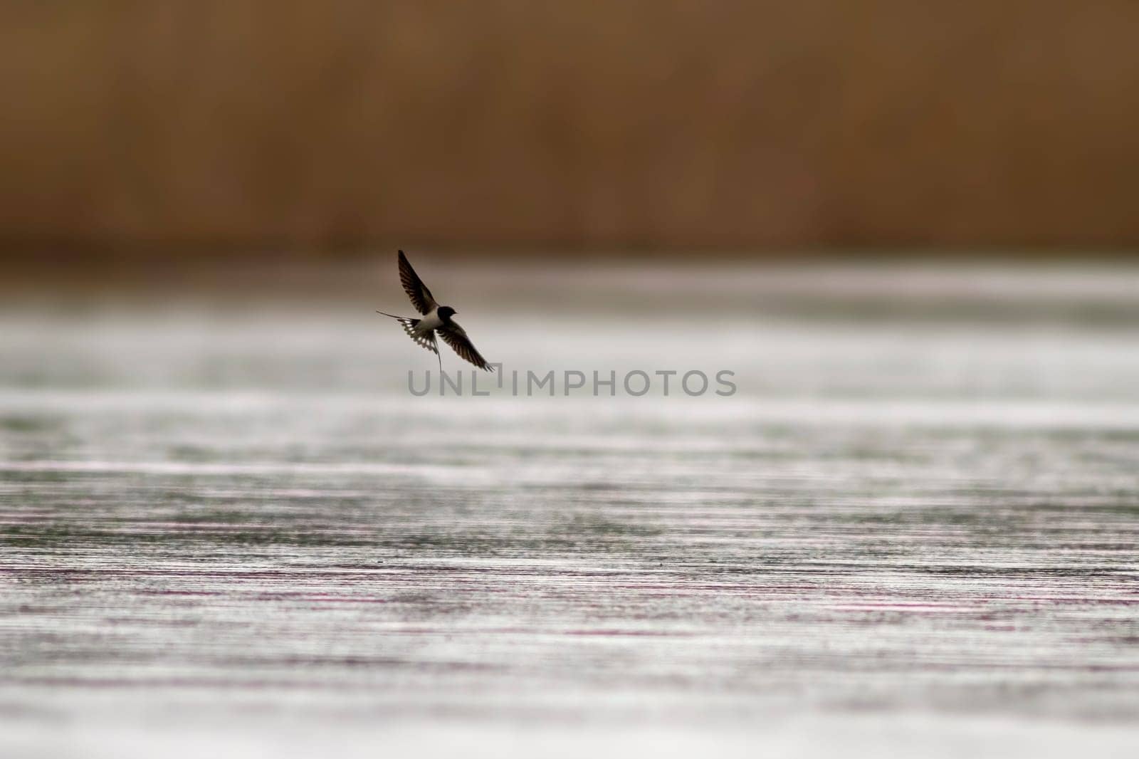 one barn swallow (Hirundo rustica) flies over a lake in search of insects by mario_plechaty_photography
