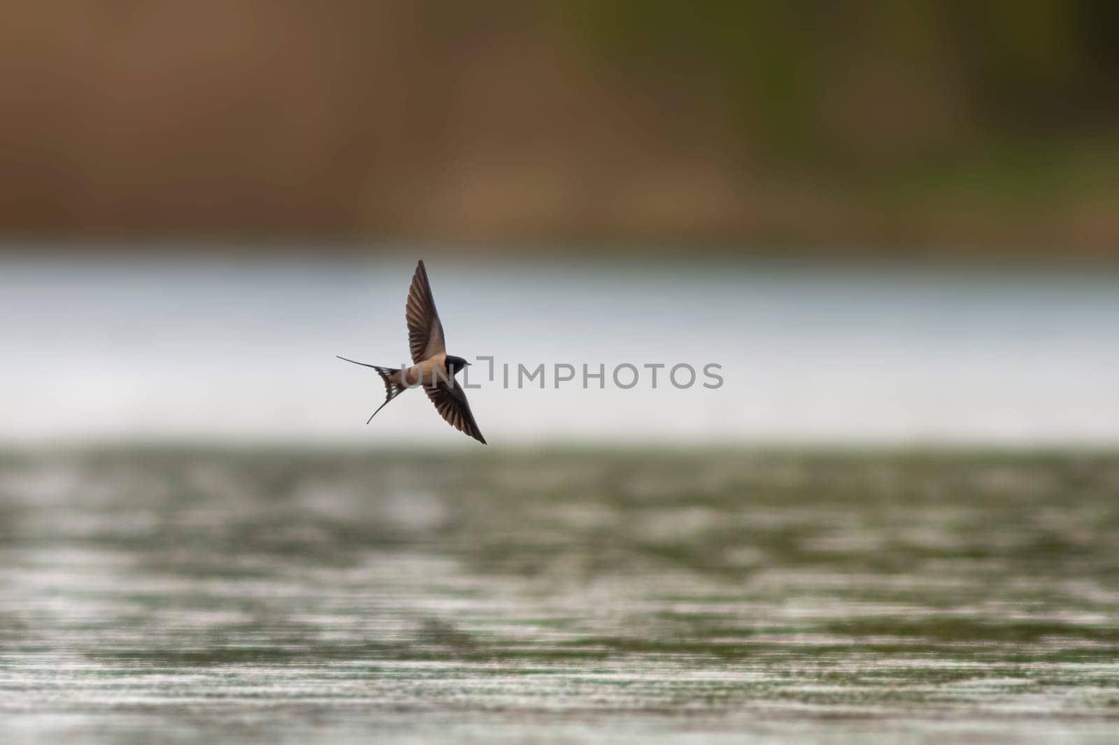 a barn swallow (Hirundo rustica) flies over a lake in search of insects