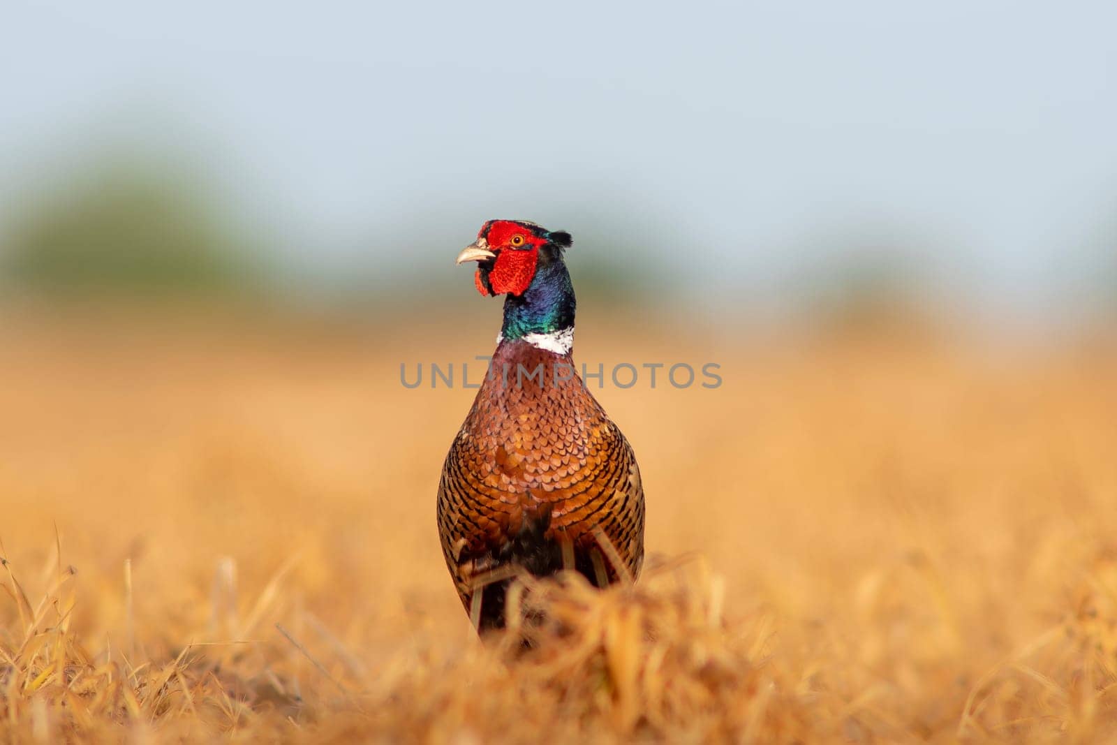 a Rooster pheasant (Phasianus colchicus) stands in a harvested field