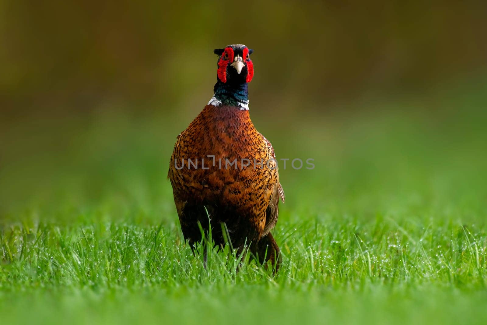 a pheasant rooster (Phasianus colchicus) stands on a green meadow