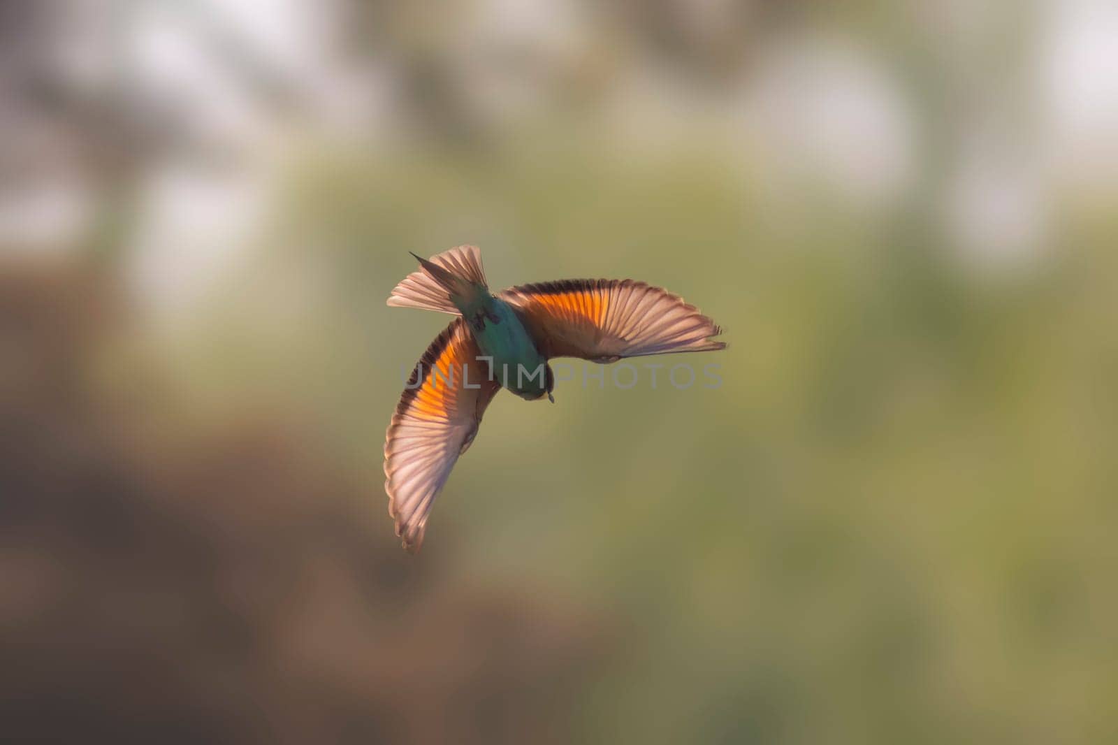 one colorful bee-eater (Merops apiaster) flies through the air hunting for insects by mario_plechaty_photography