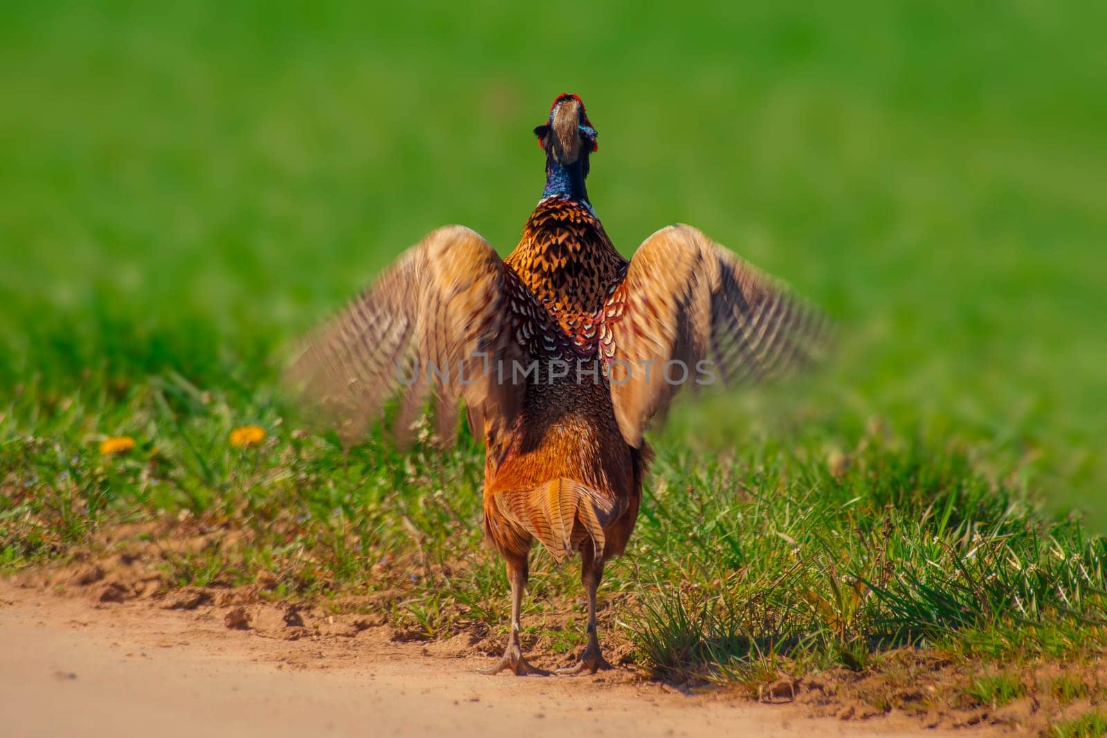 a pheasant rooster (Phasianus colchicus) stands on a dirt road and flaps its wings