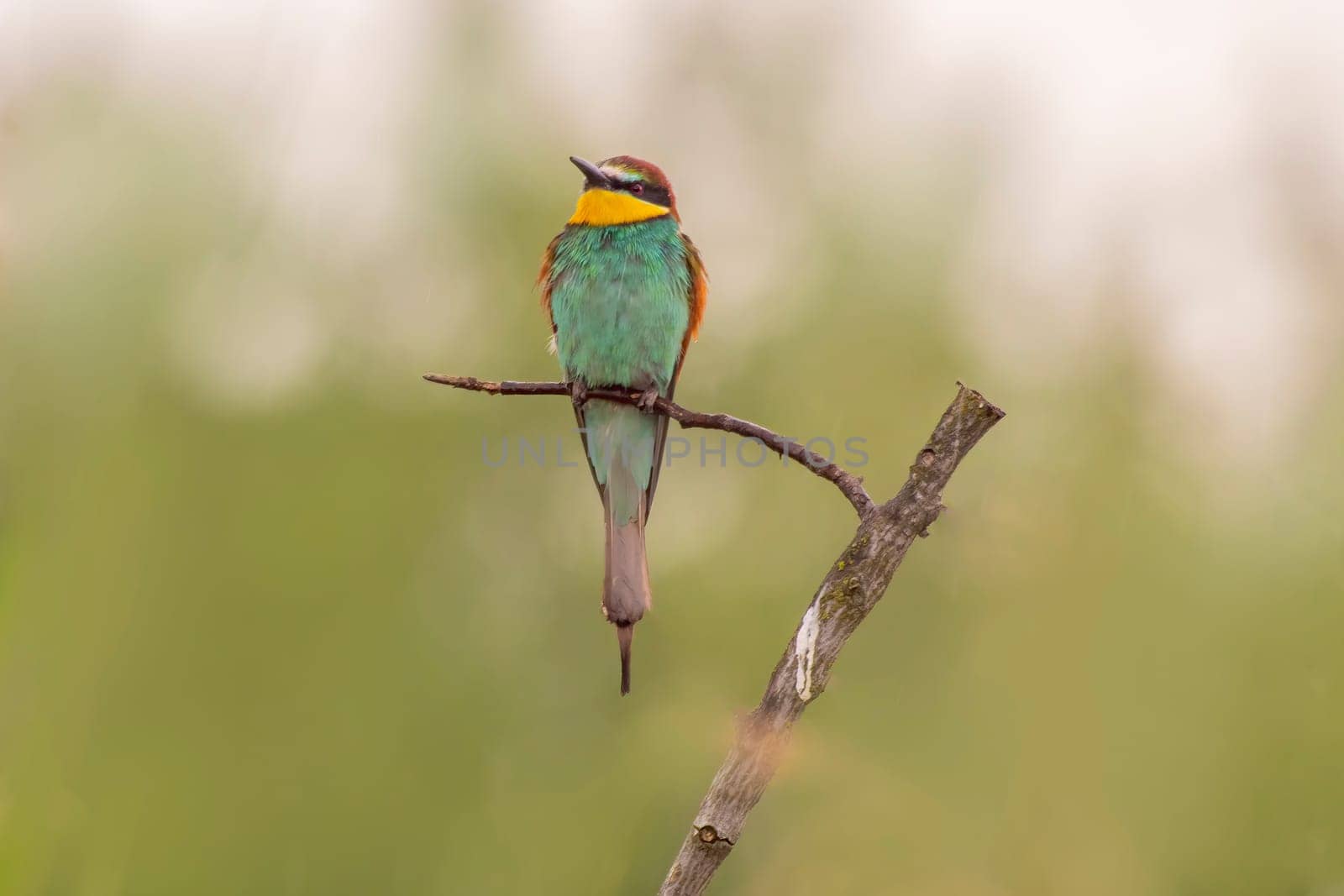 a colorful bee-eater (Merops apiaster) sits on a branch and looks for insects