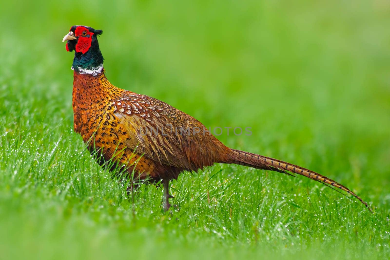 a pheasant rooster (Phasianus colchicus) stands on a green meadow