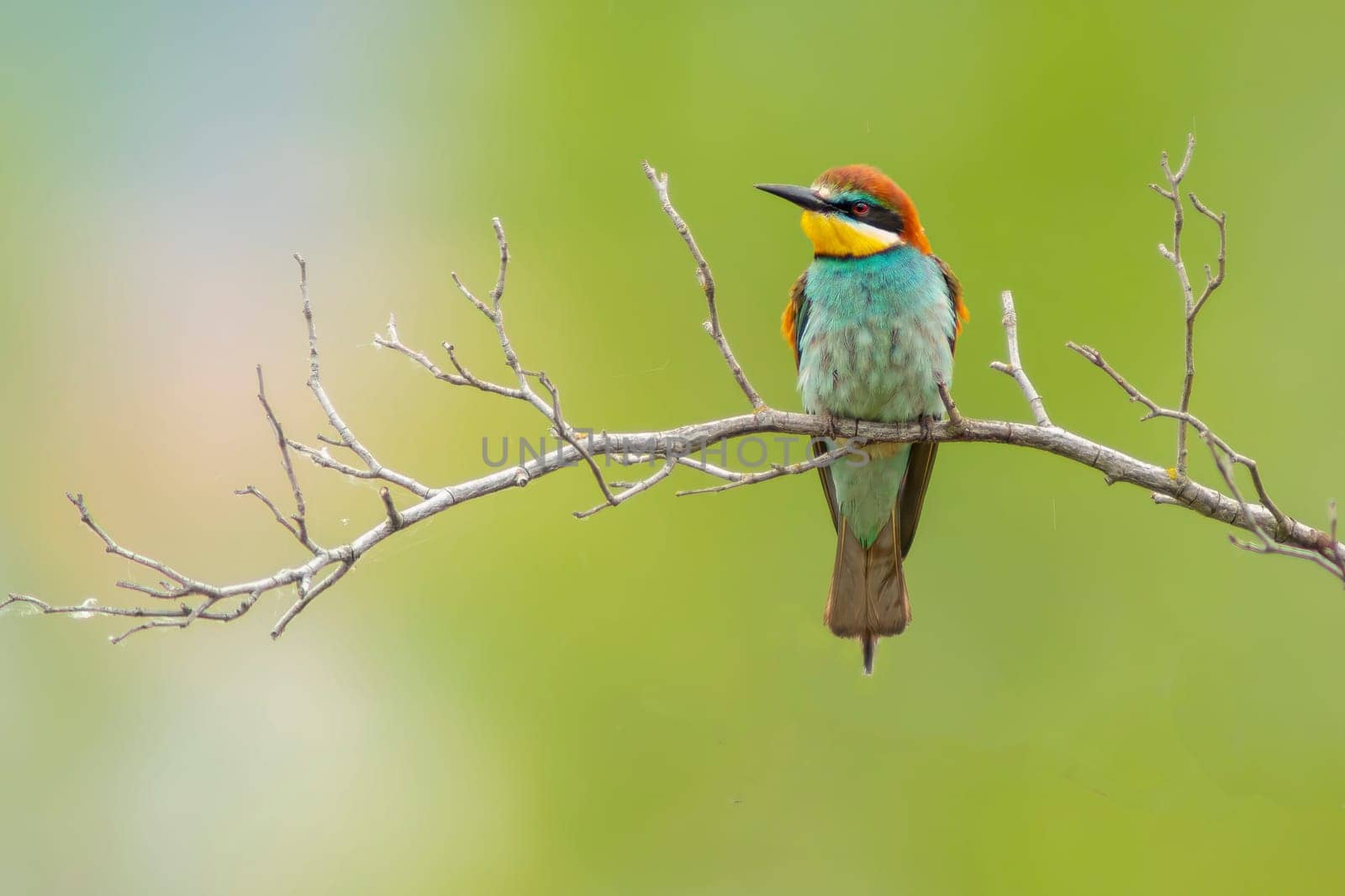 a colorful bee-eater (Merops apiaster) sits on a branch and looks for insects